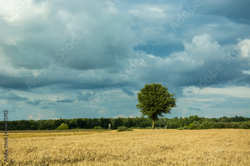 Tree growing in a field and dark rainy clouds