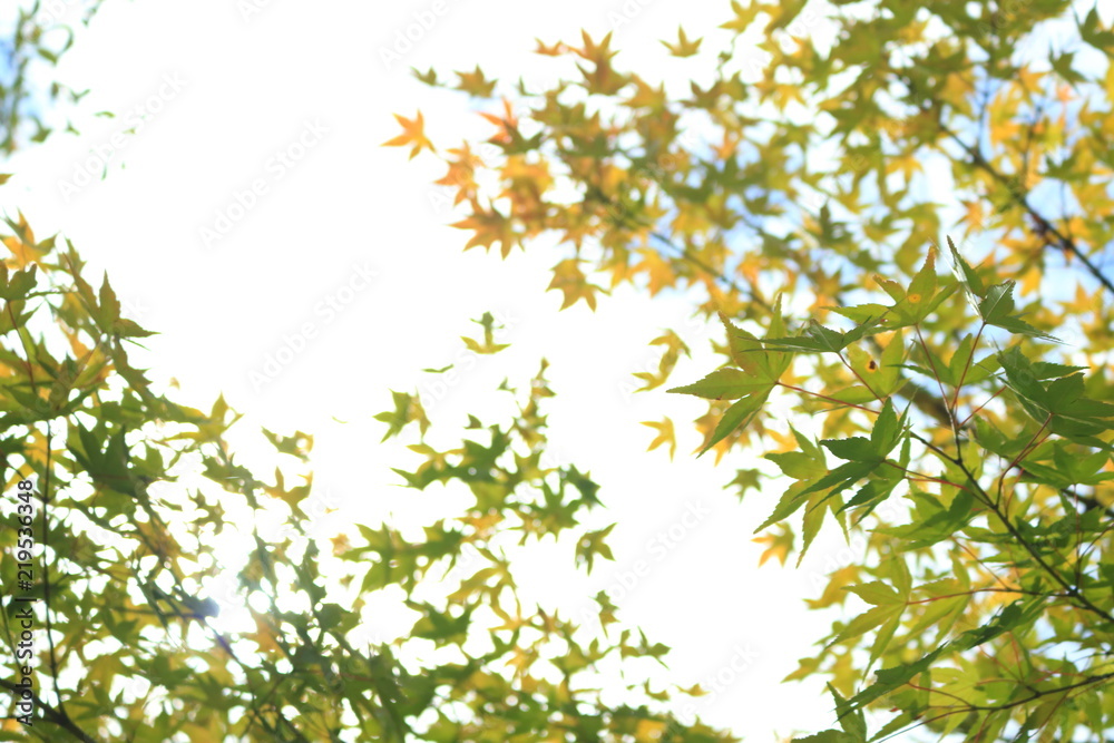 緑の楓と空の光 緑の楓と空の光
