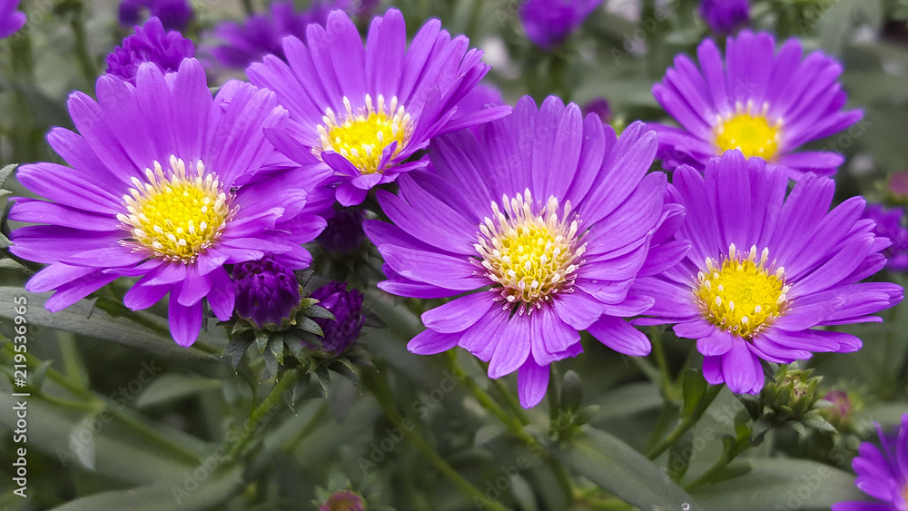 New York aster (Aster novi-belgii, now Symphyotrichum novi-belgii)