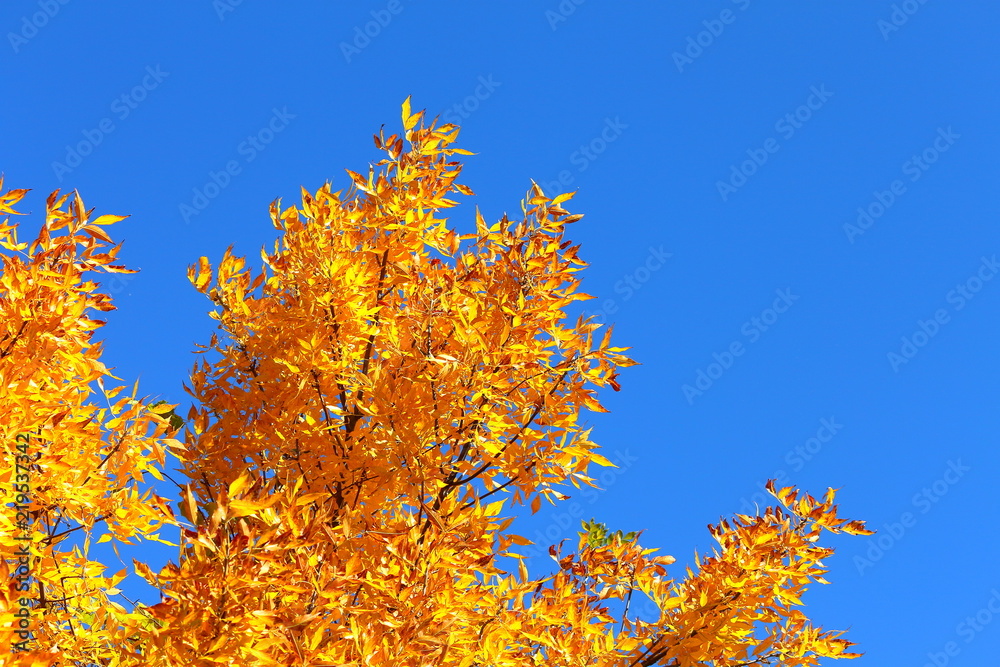 Yellow leaves at the crown of a tree and clear blue sky on a sunny autumn day Yellow leaves at the crown of a tree and clear blue sky on a sunny autumn day