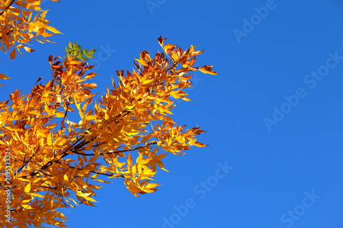 Yellow leaves at the crown of a tree and clear blue sky on a sunny autumn day