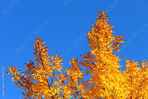 Yellow leaves at the crown of a tree and clear blue sky on a sunny autumn day