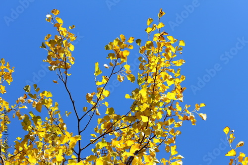 Yellow poplar leaves at the crown of a tree and clear blue sky on a sunny autumn day