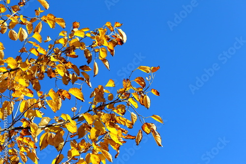 Yellow poplar leaves at the crown of a tree and clear blue sky on a sunny autumn day