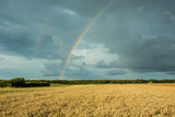 Field of grain, rainbow and dark clouds in the sky