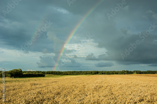 Field of grain, rainbow and dark clouds in the sky