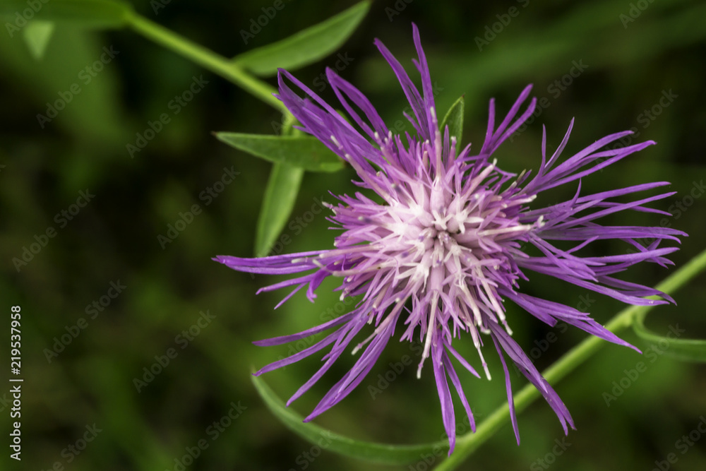 Knapweed Knapweed