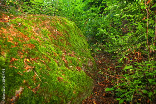 Massive rock covered by the green moss
