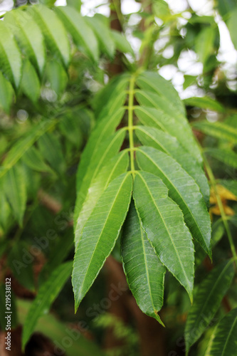 Ambarella (Spondias dulcis Soland. ex Forst. fil.) leaves in the spice garden in Sri Lanka photo