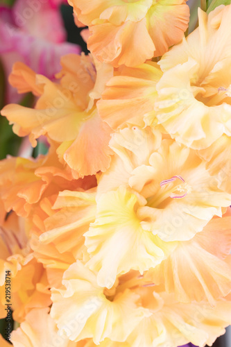 Background of orange Gladiolus flowers, macro, close up