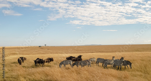 Gnous et zèbres, Amboseli, Kenya