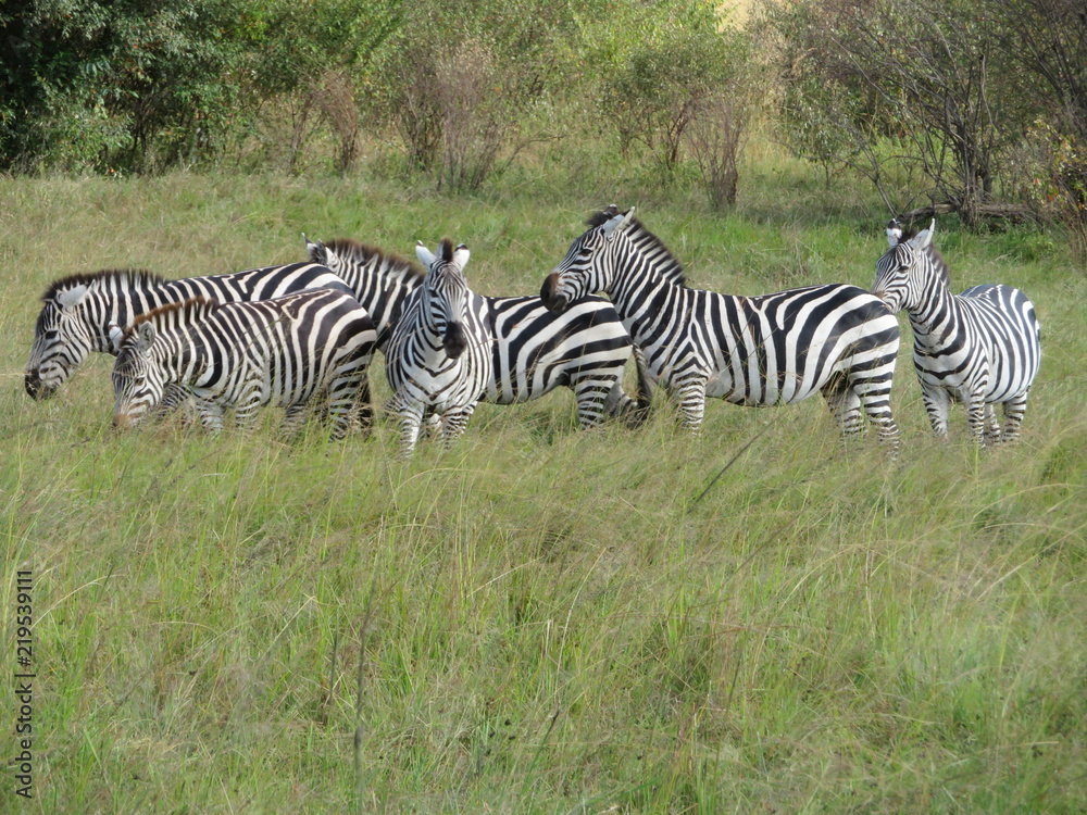 Fototapeta premium zèbres 2