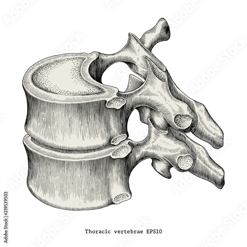 Thoracic vertebrae anatomy vintage illustration clip art isolated on white background