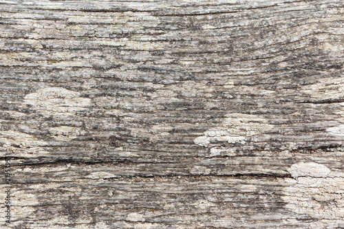 Old Bleached Wood Texture
