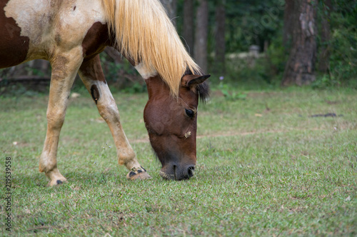 Wild horses live in the meadow steppes, in the Suoivang lake, Lam Dong Province, Vietnam. Not yet thoroughbred, wild horses living on the plateau 1500m. this is wilderness, living and habits of the wi photo