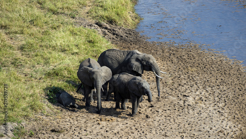 Baby Elephant, ( loxodonta africana ), shaded by elephant family as he sleeps in shade, with blue water and green grass in background, on sandy river bed. Tanangire National Park. Tanzania, Africa