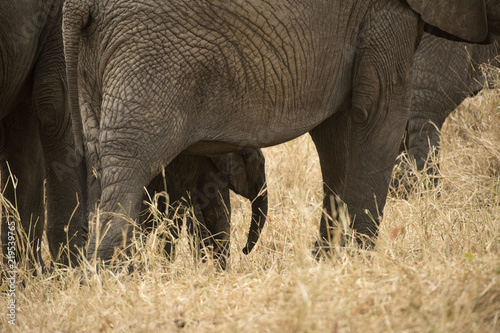 Baby elephant hiding underneath mother elephant as they walk across dry savahanna. Tarangire National Park. Tanzania, Africa photo