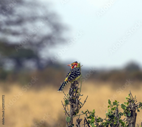 Single Barbet, (Trachyphonus erythrocephalus), sitting on small bush, with prominent yellow and red feathers, and specked black and white feathers on back.Tarangire National Park, Tanzania, Africa photo