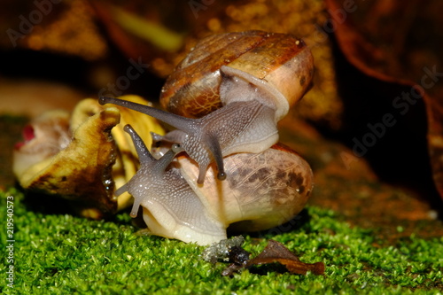 Snail couple life crawling eat some food on green grass in sunset