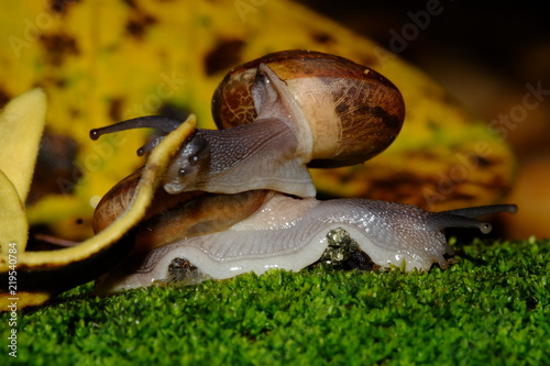 Snail couple life crawling eat some food on green grass in sunset