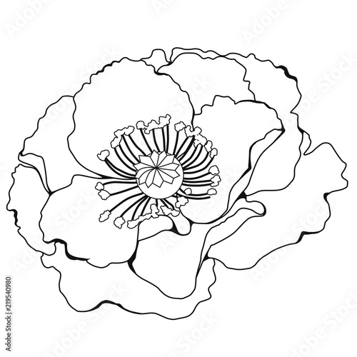 Poppy blossoms. Coloring book. Stock illustration. Isolated image on white background. 
