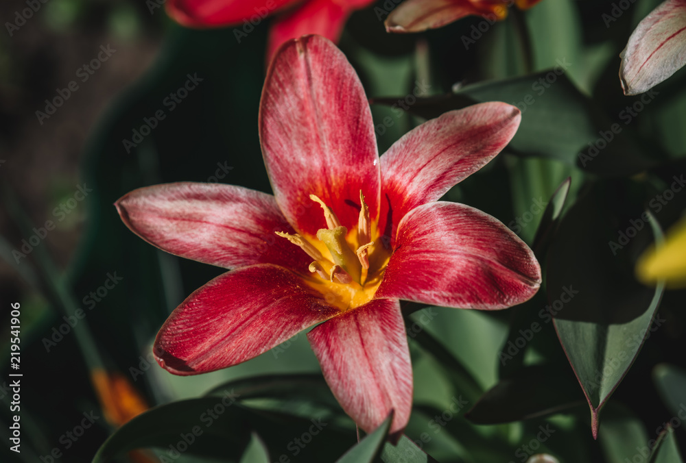 Tulip in the flower garden