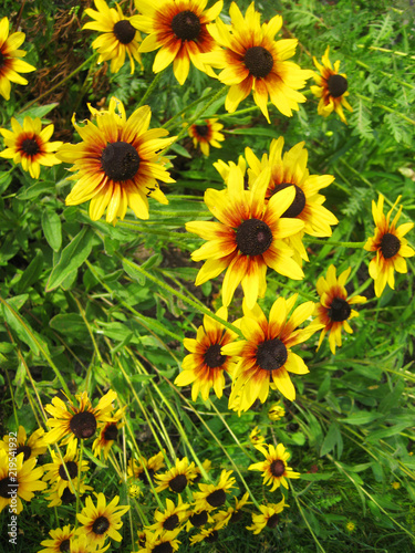Coneflowers or Rudbeckia Flower in Nature. Yellow Beautiful Plant Blossoming on Summer Day at Outdoor Flower Bed. Echinacea  Coneflower  is a  Flowering Plants in Daisy Family  Growing at Garden Glade