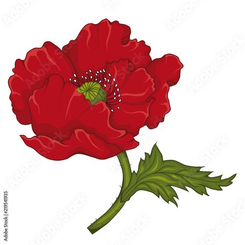 Fototapeta Naklejka Na Ścianę i Meble -  Red poppy blossoms. Stock illustration. Isolated image on white background. The symbol of memory.