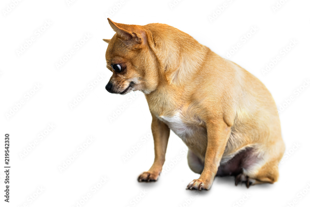 Cute chihuahua dog isolated on white background Cute chihuahua dog isolated on white background