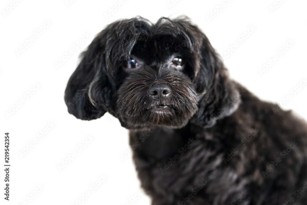 Cute dog isolated on white background Cute dog isolated on white background