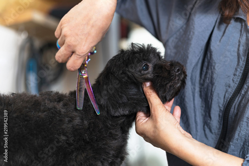 Photography Groomer cutting hair of small dog at a salon in the beauty salon for dogs