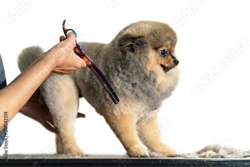 Fototapeta Naklejka Na Ścianę i Meble -  Groomer cutting hair of small dog at a salon in the beauty salon for dogs