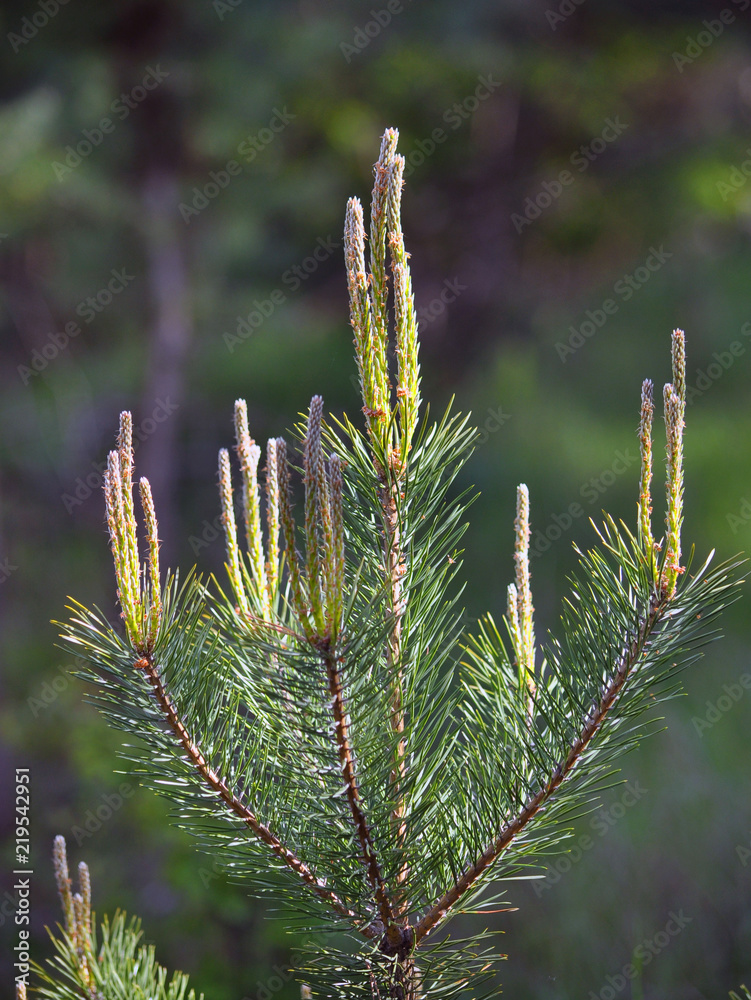Branch of pine with kidneys Branch of pine with kidneys