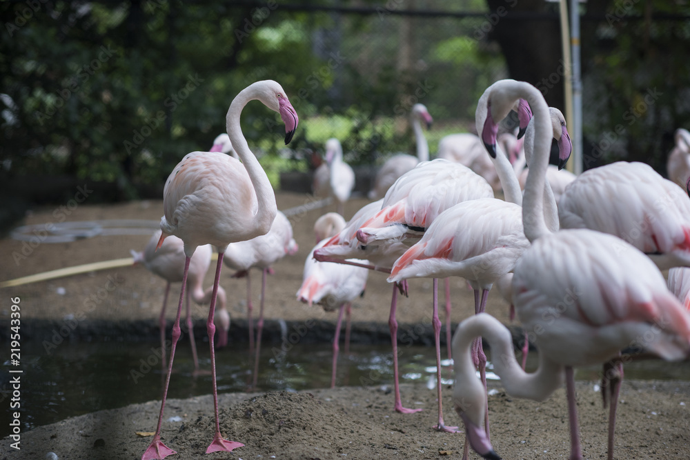 .Colorful flamingo standing together in a crowd .Colorful flamingo standing together in a crowd