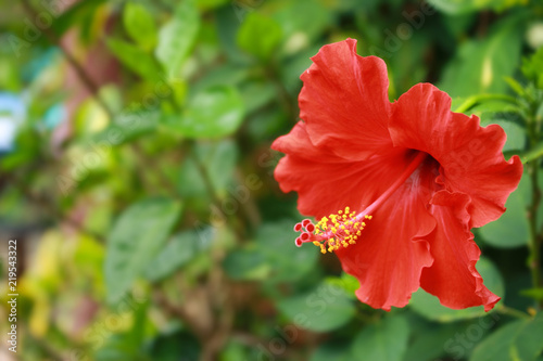 Red hibiscus flower Blossoming on a green background