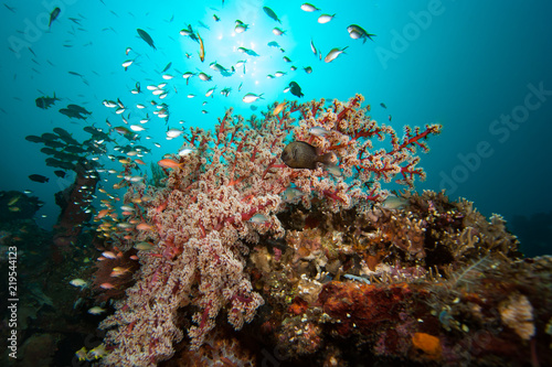 Fototapeta Naklejka Na Ścianę i Meble -  Tropical marine biodiversity 