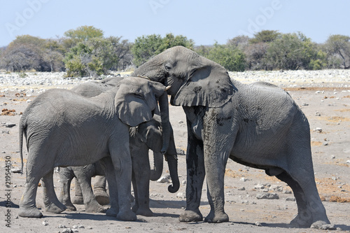 Afrikanische Elefanten  loxodonta africana  im Etosha Nationalpark  Namibia 