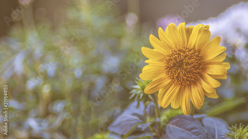 Fototapeta Naklejka Na Ścianę i Meble -  Sonnenblume vor Grün, mit Textraum
