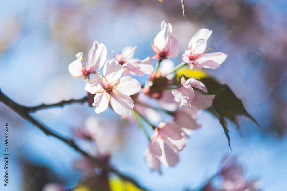 Cherry blossom branch closeup with beautiful colours and bokeh, selective focus