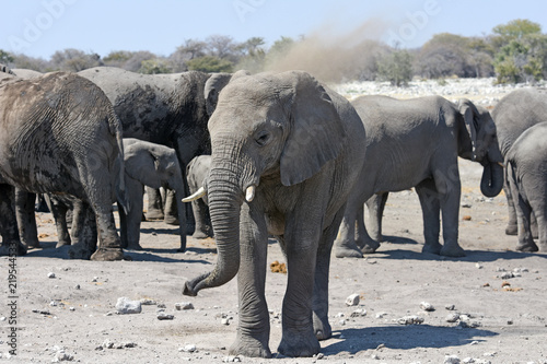 Afrikanische Elefanten  loxodonta africana  nehmen ein Staubbad im Etosha Nationalpark  Namibia 