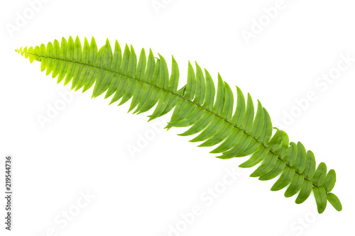Closeup Green fern leaf isolated on white background of file with Clipping Path  and copy space ,space for text or images .
