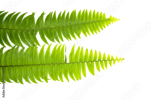 Closeup Green fern leaf isolated on white background of file with Clipping Path  and copy space  space for text or images .