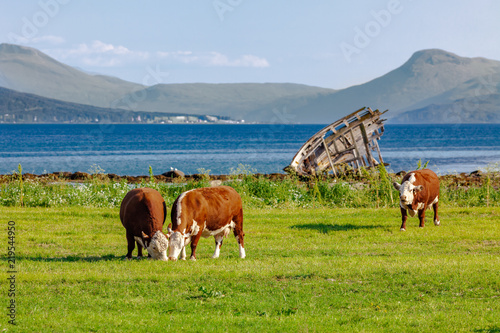 Happy cows grazing in norwegian meadows in the Troms © Kamila Sankiewicz