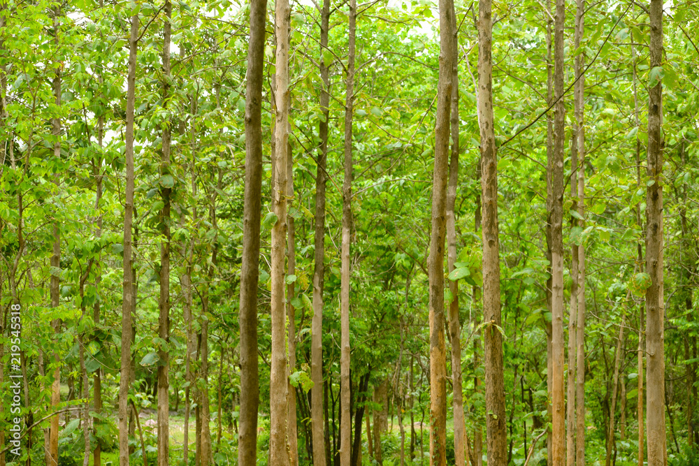 Fototapeta premium forest