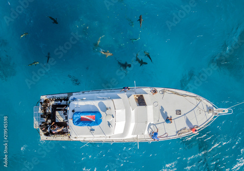 Drone view on sharks at the Bahamas © Michael Bogner