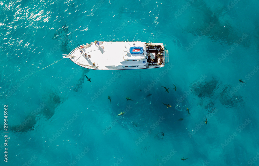 Fototapeta premium Drone view on sharks at the Bahamas