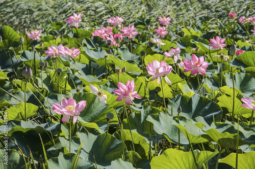 Thickets of pink Lotus orehonosny , Russia photo