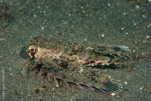 Spiny flying gunard Dacyloptera macracantha