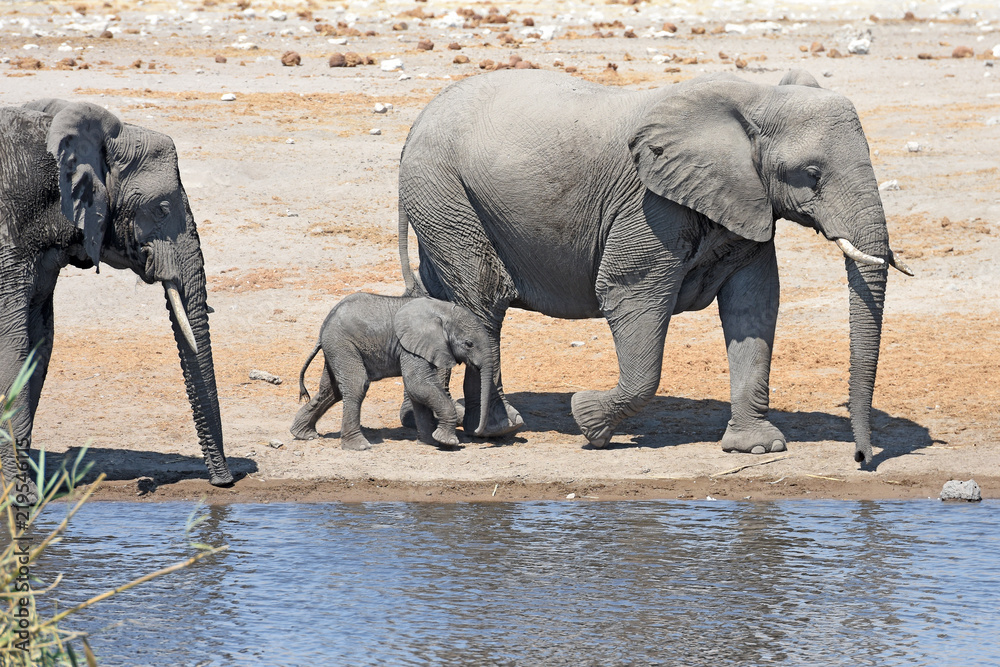 Fototapeta premium Elefantenkuh (loxodonta africana) mit Elefantenkalb am Wasserloch im Etosha Nationalpark in Namibia