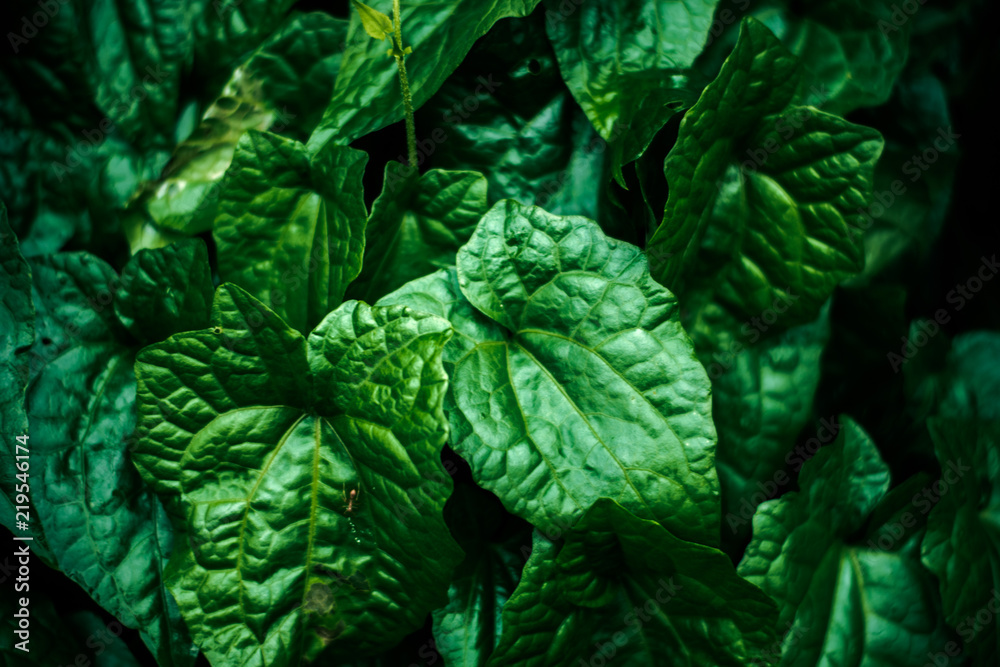Obraz premium The fresh green leaf